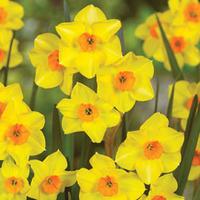 Narcissus \'Martinette\' - 10 narcissus bulbs