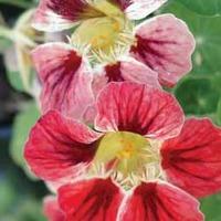 Nasturtium \'Chameleon\' - 1 packet (20 nasturtium seeds)