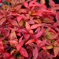 Nandina domestica \'Blush Pink\' (Large Plant) - 1 x 3.6 litre potted nandina plant