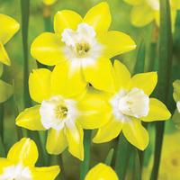 Narcissus \'Pipit\' - 10 narcissus bulbs