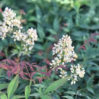 Nandina domestica (Large Plant) - 1 x 10 litre potted nandina plant