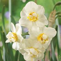 Narcissus \'Cheerfulness\' - 40 narcissus bulbs