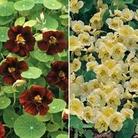 nasturtium duo 2 packets 1 of each variety 45 nasturtium seeds in tota ...