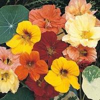 Nasturtium \'Alaska Mixed\' - 1 packet (30 seeds)