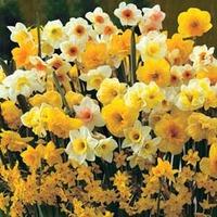 Narcissus \'Sweet Aroma Mixed\' - 20 narcissus bulbs