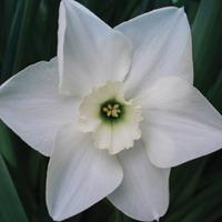 Narcissus \'Green Eyed Lady\' - 20 narcissus bulbs