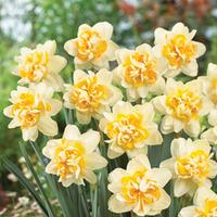 Narcissus \'Peach Cobbler\' - 20 narcissus bulbs
