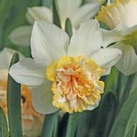 Narcissus \'Petit Four\' - 10 narcissus bulbs