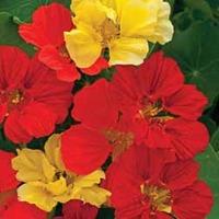 Nasturtium \'Bolero Mixed\' - 1 packet (30 seeds)