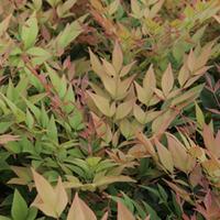 Nandina domestica \'Gulfstream\' (Large Plant) - 2 x 3.6 litre potted nandina plants