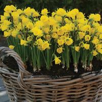 Narcissus bulbocodium - 50 narcissus bulbs