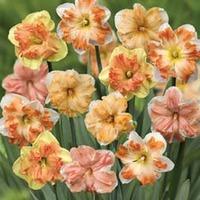 Narcissus \'Rainbow Butterflies Mixed\' - 10 narcissus bulbs