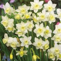 Narcissus \'Pueblo\' - 10 narcissus bulbs