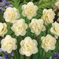 Narcissus \'Rose of May\' - 20 narcissus bulbs