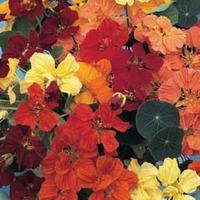 nasturtium dwarf compact mixed 1 packet 50 seeds