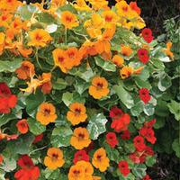 Nasturtium \'Firebird\' - 1 packet (30 nasturtium seeds)