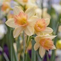 Narcissus \'Blushing Lady\' - 20 narcissus bulbs