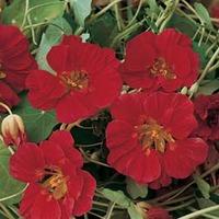 nasturtium whirlybird cherry 1 packet 25 seeds