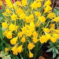 Narcissus bulbocodium \'Golden Bells\' - 40 narcissus bulbs