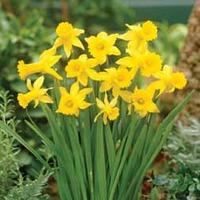 Narcissus \'Peeping Tom\' - 20 narcissus bulbs