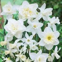 Narcissus \'White Diamonds Mixture\' - 20 narcissus bulbs