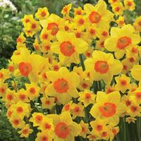Narcissus \'Happy Faces\' - 20 narcissus bulbs