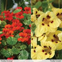 Nasturtium \'Troika Collection\' - 2 packets - 1 of each variety (60 seeds in total)