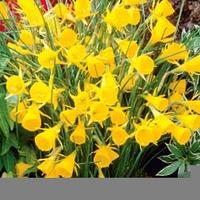Narcissus bulbocodium \'Golden Bells\' - 10 narcissus bulbs
