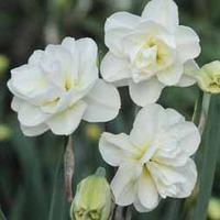 Narcissus \'Rose of May Improved\' - 20 narcissus bulbs