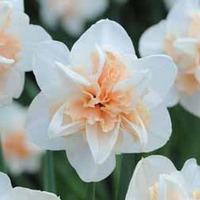 Narcissus \'Replete Improved\' - 10 narcissus bulbs