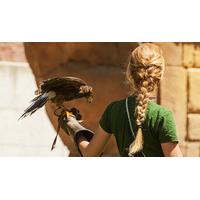 Nationwide Falconry Experience