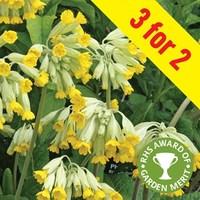 Native Cowslip 3 x 1 Litre Pot