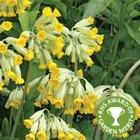 Native Cowslip 1 Litre Pot