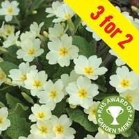 Native Primrose 3x 1 Litre Pots