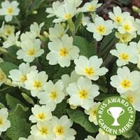 Native Primrose 1 Litre 1 Pot