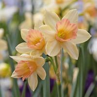 Narcissus \'Blushing Lady\' - 40 narcissus bulbs