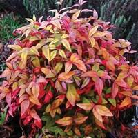 Nandina Domestica Fire Power 3 x 9cm Plants