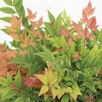 nandina sensation sunset boulevard 3 plant 9cm pot