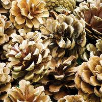 natural pine cones pack of 25