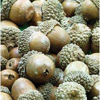 Natural Acorns (Pack of 50)