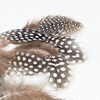 natural mix feathers