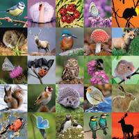 natures collection jigsaw puzzle