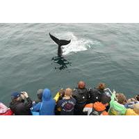 newfoundland puffin and whale watch cruise