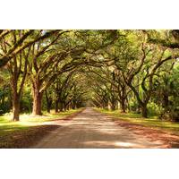 New Orleans Super Saver: Swamp and Bayou Sightseeing plus Oak Alley Plantation Tour