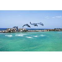 Negril Dolphin Swim Adventure