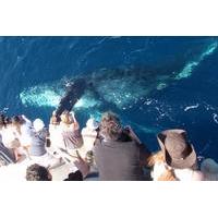 Newport Beach Whale and Dolphin Watching Cruise