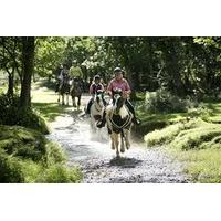 New Forest Horse Riding Experience
