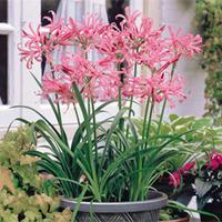 nerine bowdenii pink 50 nerine bulbs