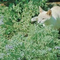 Nepeta cataria - 1 packet (225 nepeta seeds)