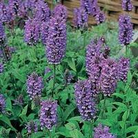 Nepeta nervosa \'Blue Moon\' - 1 packet (30 nepeta seeds)